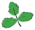 Clipart of three green leaves on a slender stalk vector or color illustration