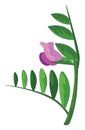 Clipart of the vetch flower, vector or color illustration