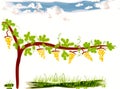 Clipart of a vineyard