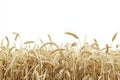 Clipart wheat field isolated on transparent background Royalty Free Stock Photo