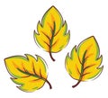 Clipart of yellow autumn leaves vector or color illustration