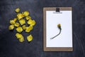 Clipboard with and aPetals of yellow rose on black background. V Royalty Free Stock Photo