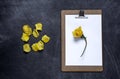 Clipboard with and aPetals of yellow rose on black background. V Royalty Free Stock Photo