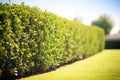 clipped boxwood hedge under bright midday sun Royalty Free Stock Photo