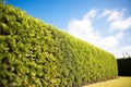 clipped boxwood hedge under bright midday sun Royalty Free Stock Photo