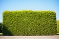 clipped boxwood hedge under bright midday sun Royalty Free Stock Photo