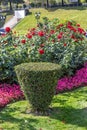 Clipped Bush, in the form of an inverted cone on the background of a shrub with red roses Royalty Free Stock Photo