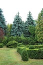 Clipped Buxus and fir tree