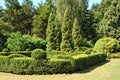 Clipped Buxus and fir tree