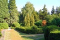 Clipped Buxus and fir tree