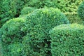 Clipped Buxus sempervirens