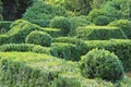 Clipped Buxus sempervirens