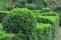 Clipped Buxus sempervirens