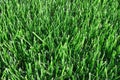 Clipped Green Grass Royalty Free Stock Photo