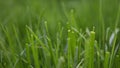 Clipped green grass close up Royalty Free Stock Photo