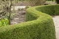 Beautiful wave of a hedge of Lonicera nitida `Elegant`