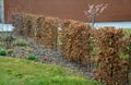 clipped hedgerow Carpinus betulus leaves remain on branches often all winter it is a tree that is grown as a shrub