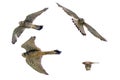 Clipped image Common Kestrel in flying on a white background