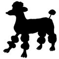 Clipped poodle black silhouette. Black lovely poodle contour. Show haircut, trimming dog