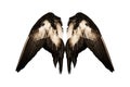 Clipped real duck wings on white background isolated back angel two pair Royalty Free Stock Photo