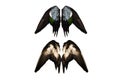 Clipped real duck wings on white background isolated back front angel four two pairs