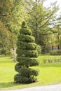 Clipped topiary spiral at Halifax Public Gardens in Halifax, Nova Scotia, Canada Royalty Free Stock Photo