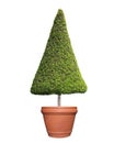 Clipped triangle cone shape symmetrical topiary tree on clay pot isolated on white background for outdoor and garden design Royalty Free Stock Photo