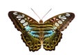 Clipper Butterfly Royalty Free Stock Photo