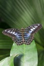 Clipper Butterfly Royalty Free Stock Photo