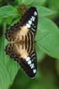 Clipper Butterfly Royalty Free Stock Photo