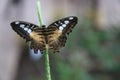 Clipper Butterfly