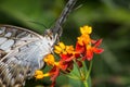 Clipper Butterfly Macro