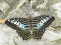 Clipper butterfly ( parthenos sylvia) resting on a wood Royalty Free Stock Photo