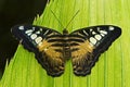 Clipper butterfly, Parthenos sylvia, sitting on the green leaves. Insect in the dark tropic forest, nature habitat. Wildlife scene