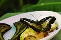 The Clipper butterfly (Parthenos Sylvia) feeding himself on mature pear. Royalty Free Stock Photo