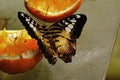 The Clipper butterfly (Parthenos Sylvia) feeding himself on mature pear. Royalty Free Stock Photo