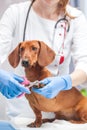 Clipping a dog& x27;s nails. Dog grooming. Girl cuts the dog& x27;s nails.