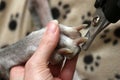 Cutting Dogs Claws. Royalty Free Stock Photo