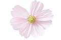 Clipping-path applied to a pink cosmos flower on white background Royalty Free Stock Photo