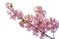 Clipping path, close up of pink cherry blossom branch or sakura flowers isolated on white background, copy space Royalty Free Stock Photo