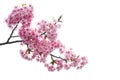 Clipping path, close up of pink cherry blossom branch or sakura flowers isolated on white background, copy space