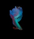 Clipping path, Colorful siamese fighting fish, Betta