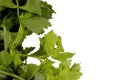 Clipping path green celery leaves Royalty Free Stock Photo