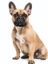 French bulldog, sitting, front view, isolated, clipping path, cute