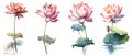 Clipping path, Watercolor painting in botanical style of Pink lotus flowers clip art on white background.