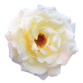 Clipping paths,rose white blooming on white background,beautiful flower for valentine festive