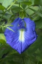 Clise up of Butterfly Pea flower in the tropical garden Royalty Free Stock Photo