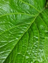 Clise up of green leaf for background usage Royalty Free Stock Photo