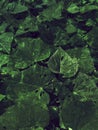 clise up of green leaves background Royalty Free Stock Photo