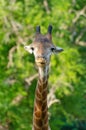 Close up head of giraff in zoo Royalty Free Stock Photo